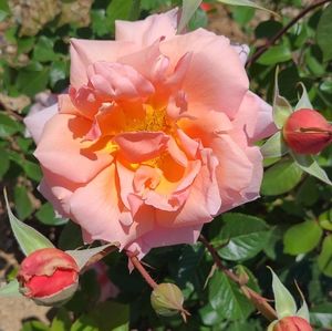 Happy Spring/Summer 2023!